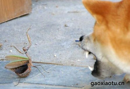 붷