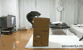  猫咪魔术师,从地板闪出跳进箱子 