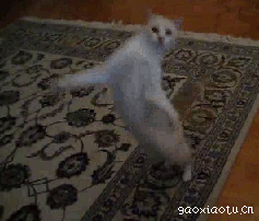 猫咪两脚站立跳舞 