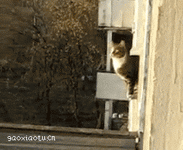  猫咪超强弹跳,穿墙过壁,飞沙走石 