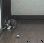  猫咪弹跳抓球 