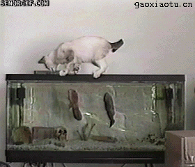 好奇的猫被鱼袭击