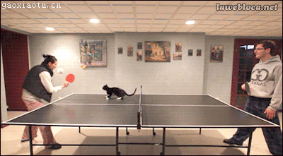 猫猫与乒乓球