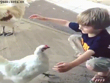 小孩和鸡